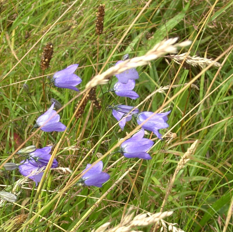 Wild Flowers at Thrybergh Country Park, South Yorkshire