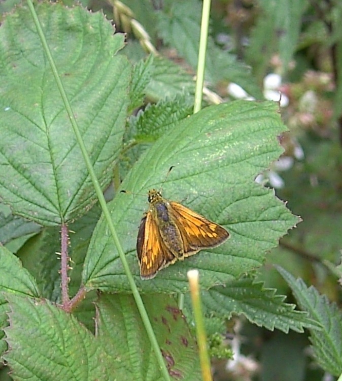 Wild Life at Thrybergh Country Park, South Yorkshire
