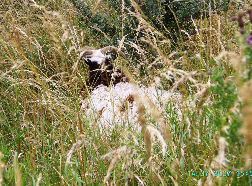Sheep or Goats photo by Barbara Whiteman
