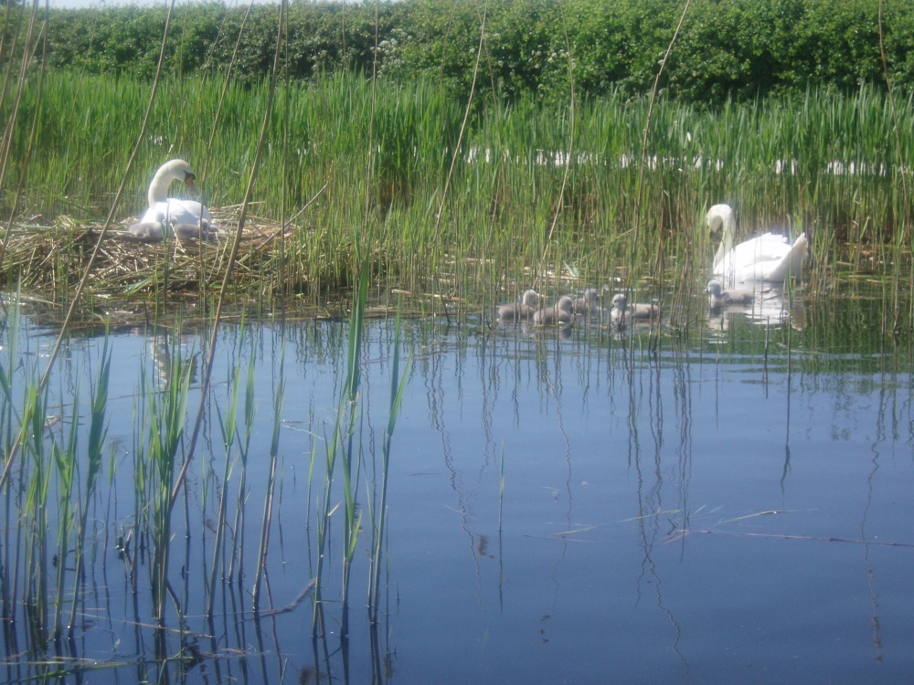 Swan family on Grantham Canal at Gamston
