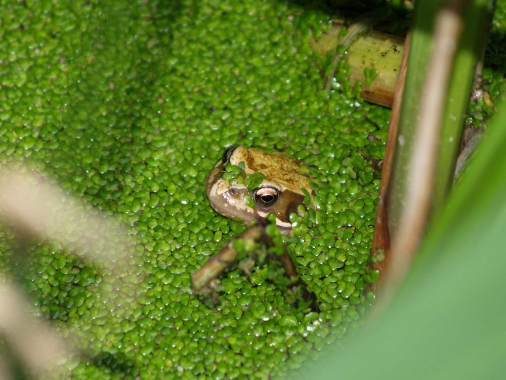 Frog in a pond, Steeple Claydon, Buckinghamshire