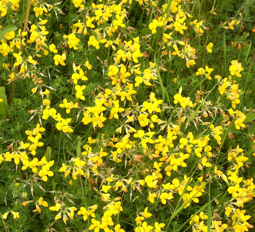 Poulter Country Park, Nether Langwith, Derbyshire
