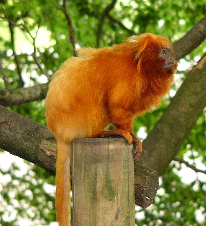 Monkey - Paignton Zoo