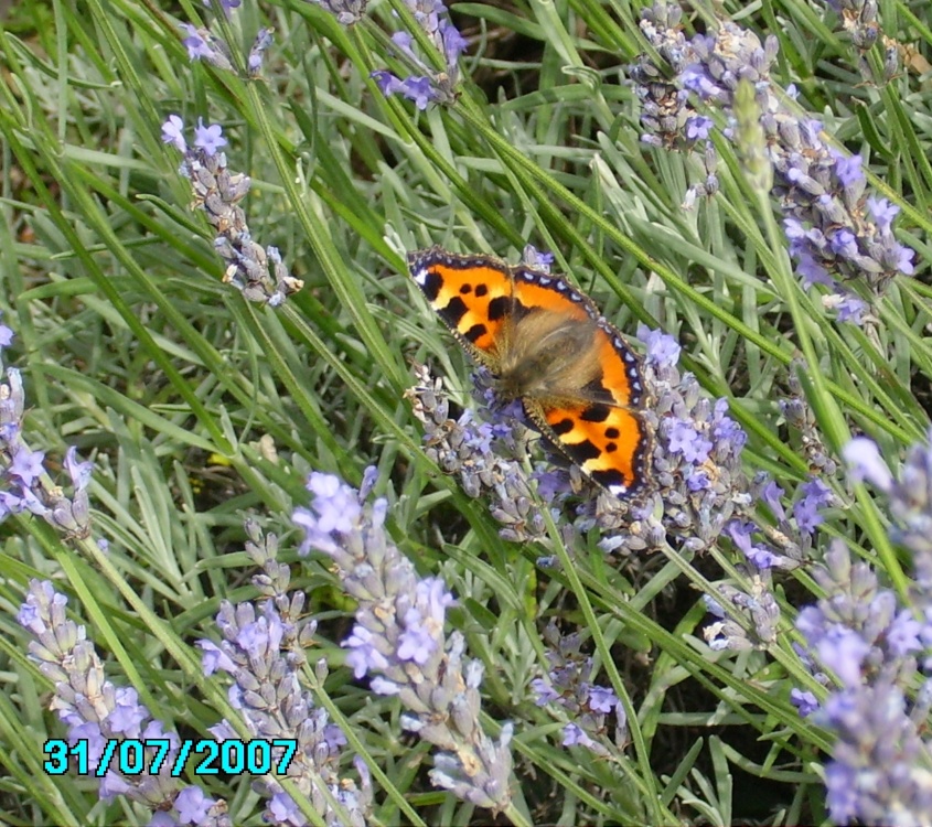 Photograph of Butterfly in Worksop, Nottinghamshire