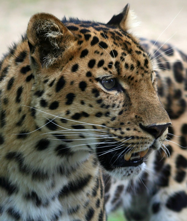 Leopard