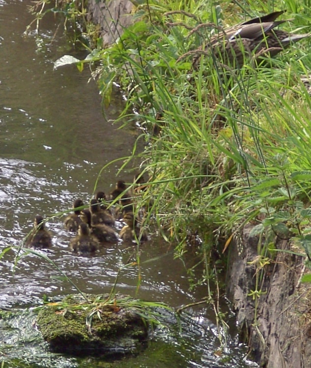 Chesterfield Canal and baby Ducks, Scofton, Nottinghamshire