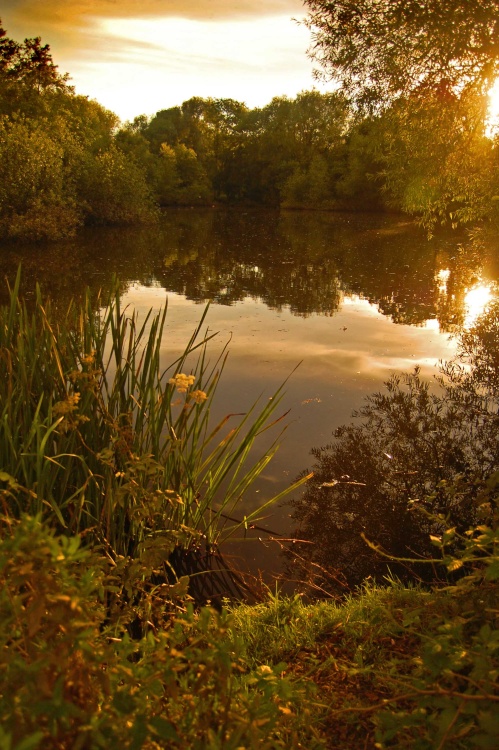 Tranquil pond at Kingsbury Water Park, Warwickshire