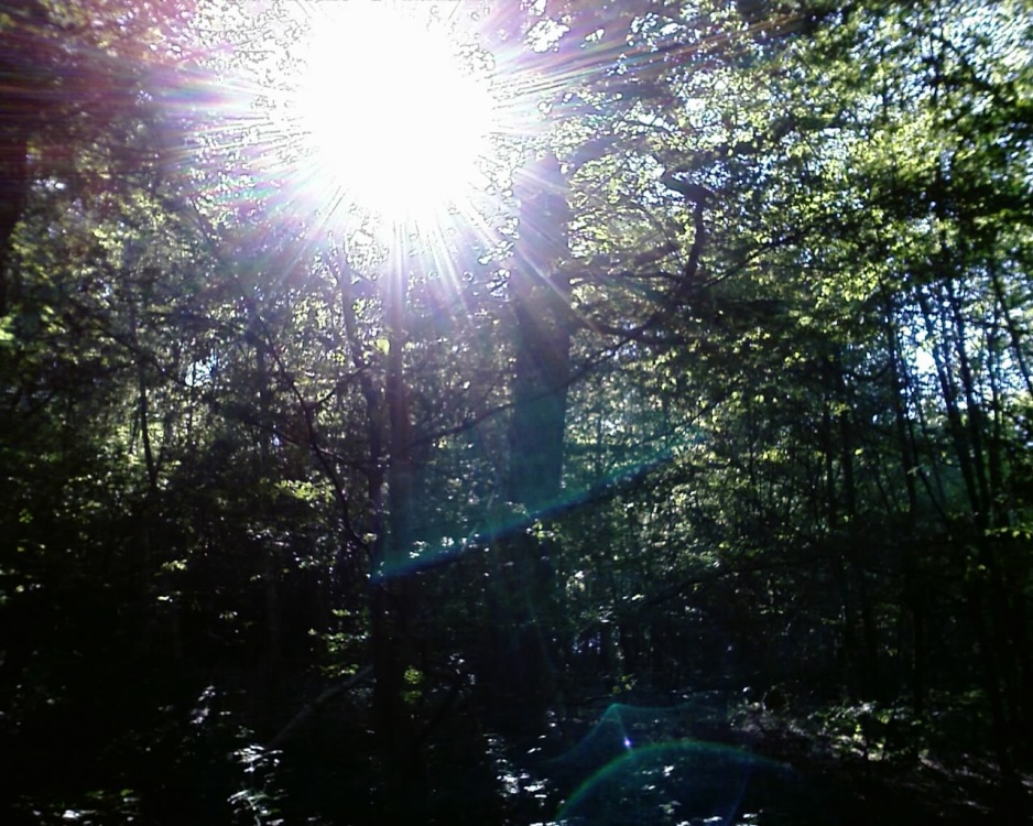 Sun through the trees at Westley Heights Country Park, Westley Heights, Essex