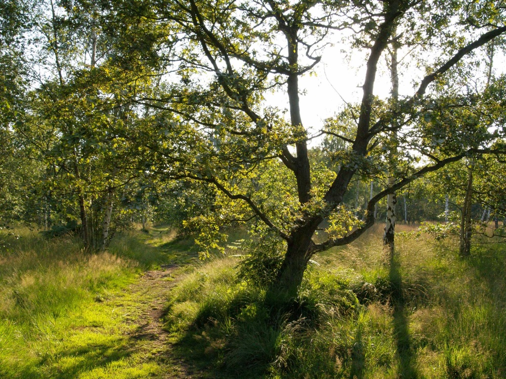 Path through trees on Wimbledon Common, Wimbledon, Greater London
