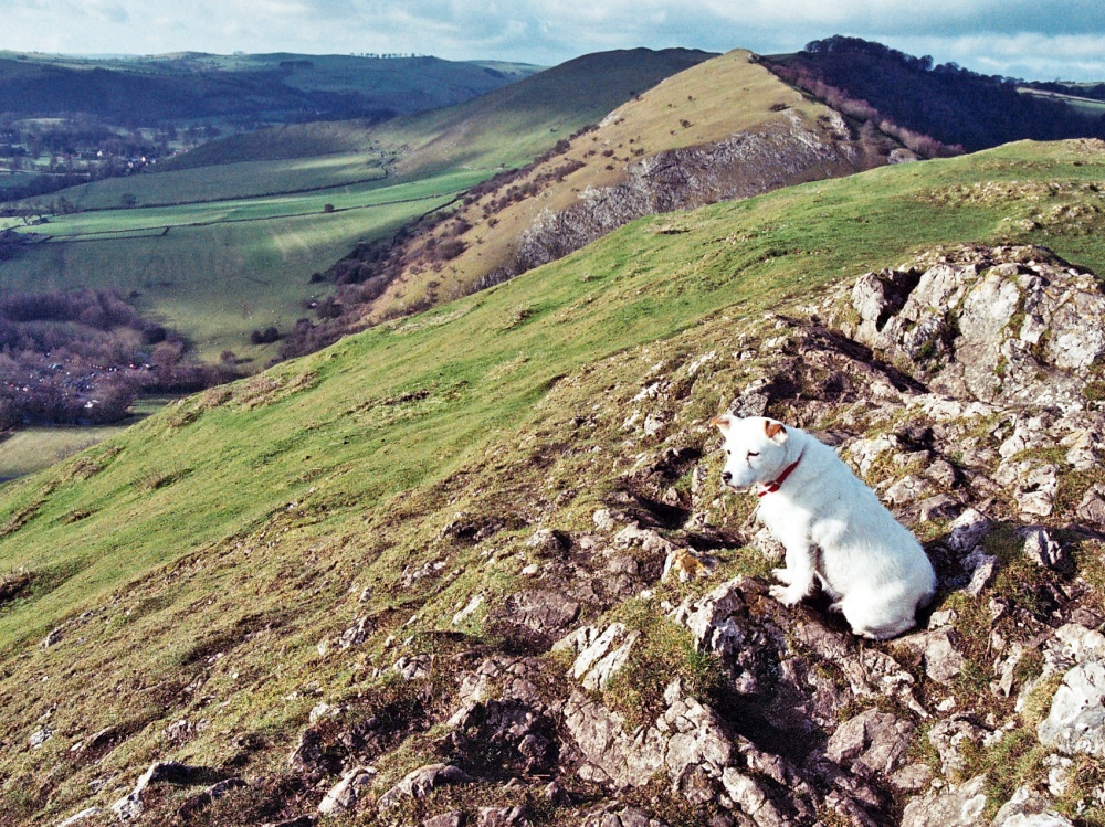 Watch Dog, Peak District National Park, Derbyshire
