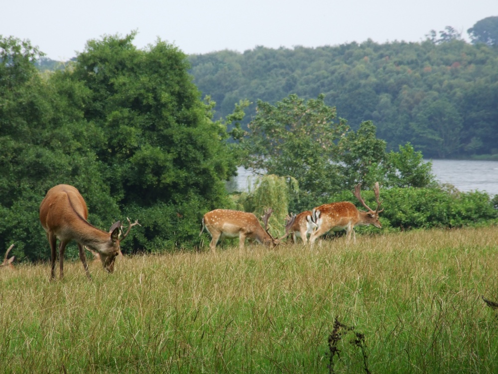 The Deer Park at Calke Abbey, Ticknall, Derbyshire