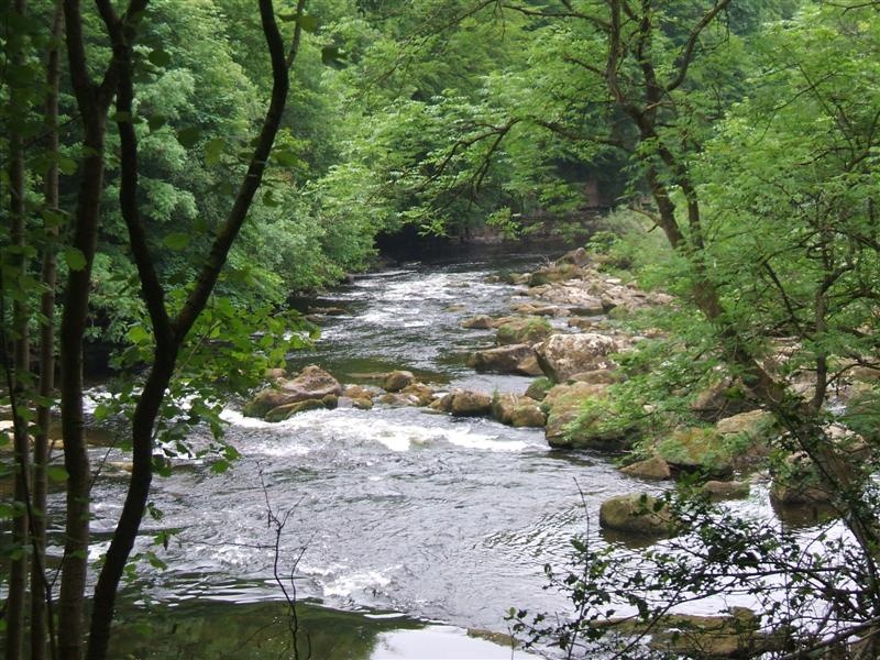 River Ure, Magdalen Wood, Grewelthorpe, North Yorkshire