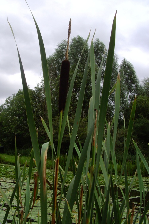 Delves Lakes, Thorne, South Yorkshire