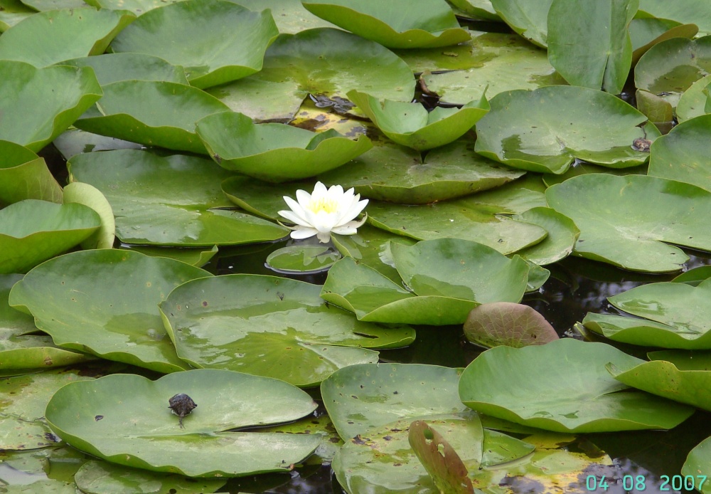 Delves Lakes, Thorne, South Yorkshire