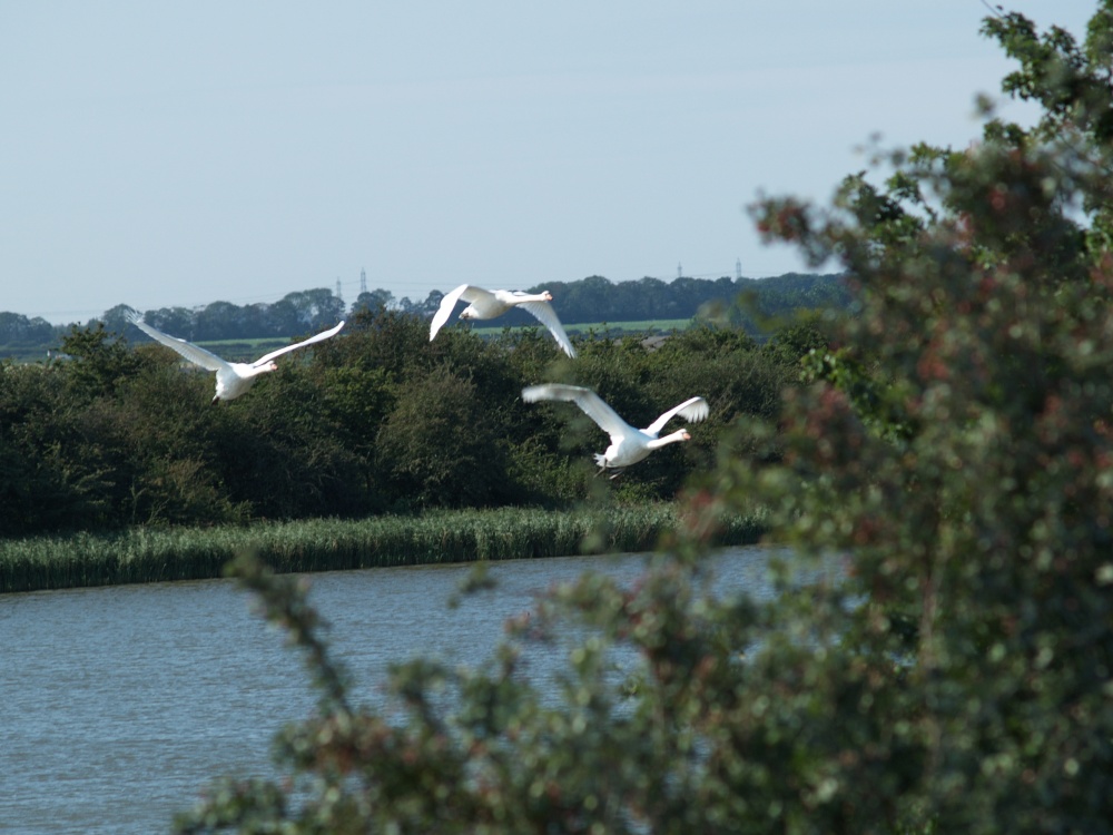Swans in Flight, New Holland, Lincolnshire