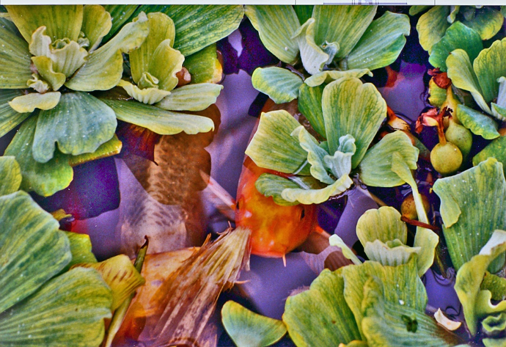 Koi Carp at Kew Royal Botanical Gardens, Greater London