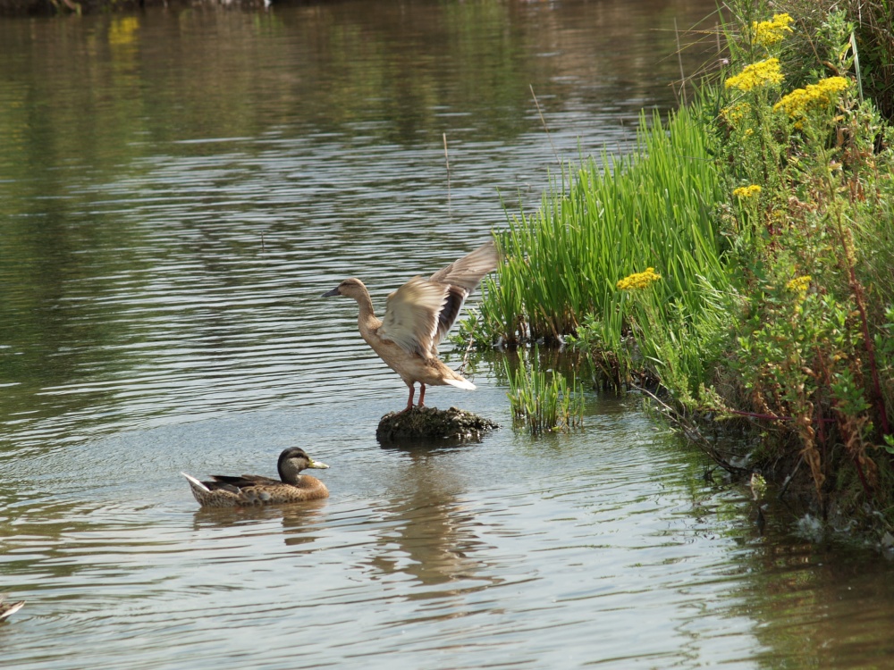 Wildlife at Waters Edge Country Park, Barton upon Humber, Lincolnshire photo by Rogeruk