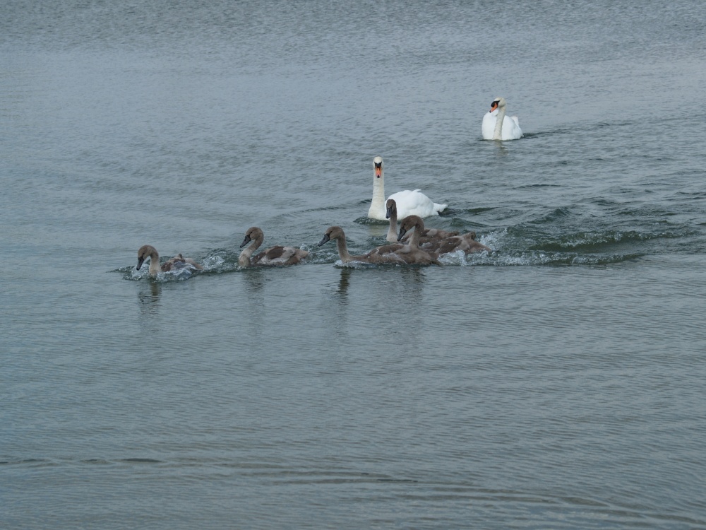 Waters Edge Country Park, Barton upon Humber, Lincolnshire photo by Rogeruk