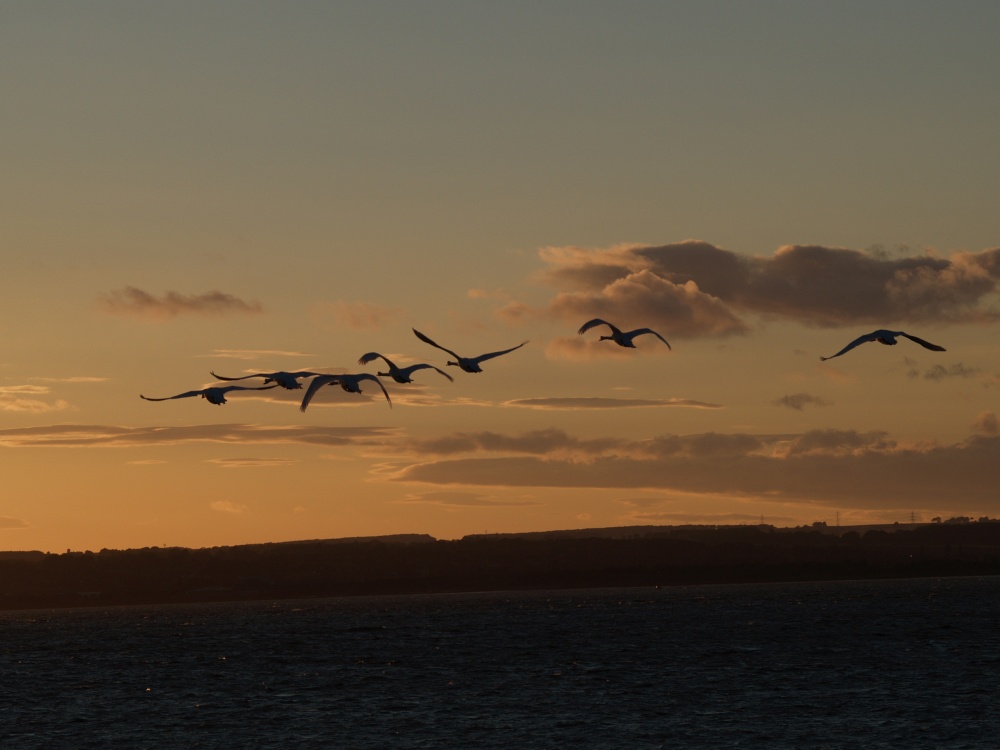 Photograph of Swans in Flight