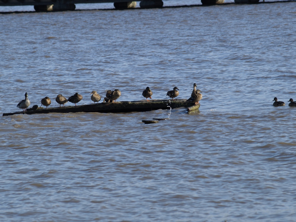 High Tide, New Holland