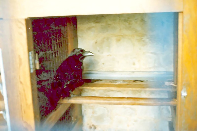The Raven's house, Tower of london  1990