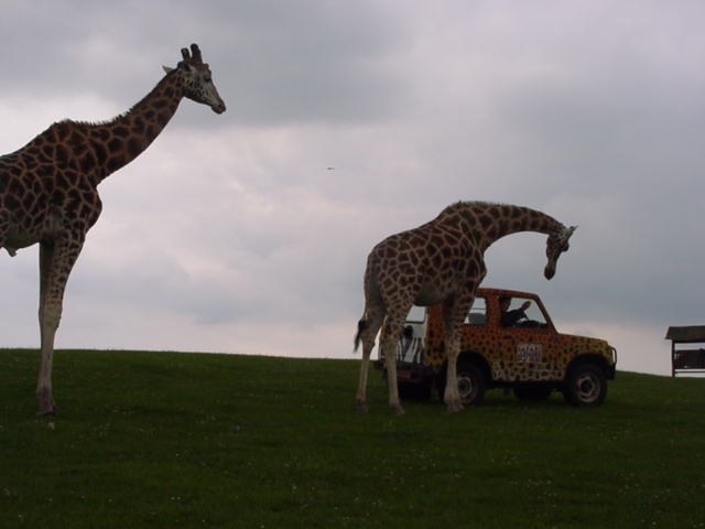 Stubborn Giraffes at West Midland Safari Park