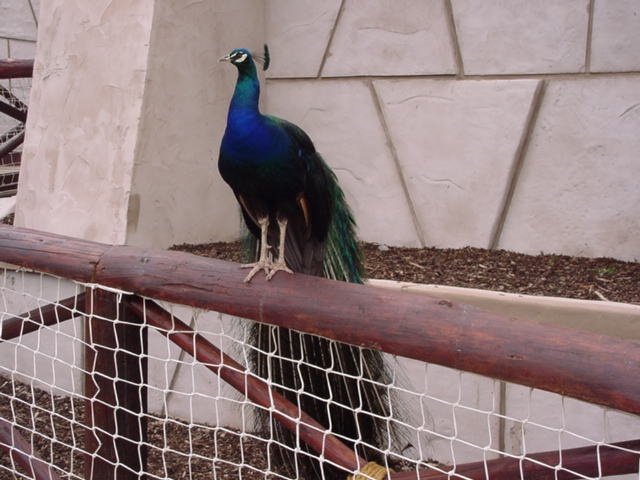 Peacock at West Midlands Safari Park, Bewdley photo by poe