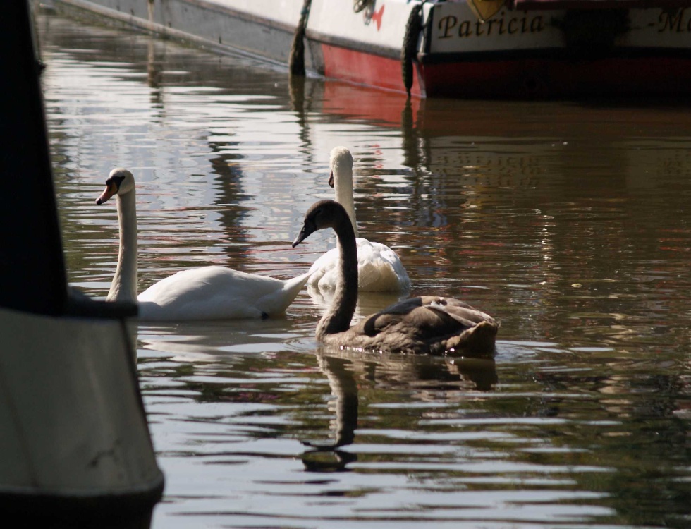 The Oxford canal at Banbury, Oxon.