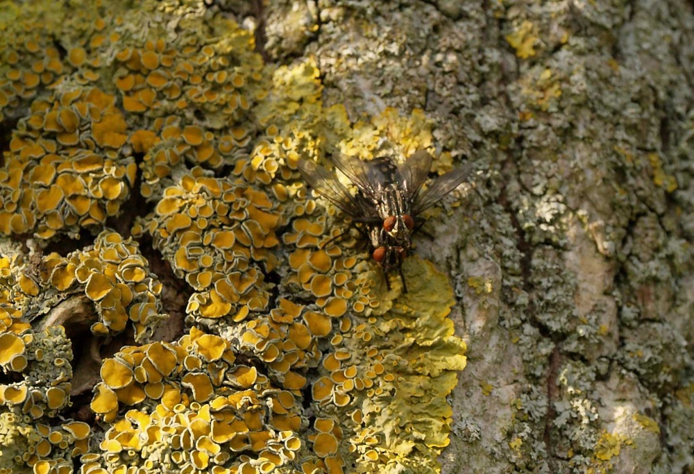 Pair of horseflies, Middle Claydon, Bucks