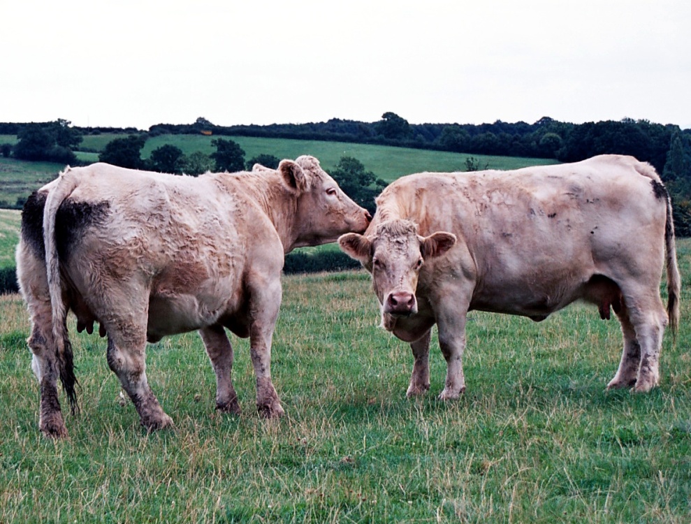 Cobley Hill, Worcestershire