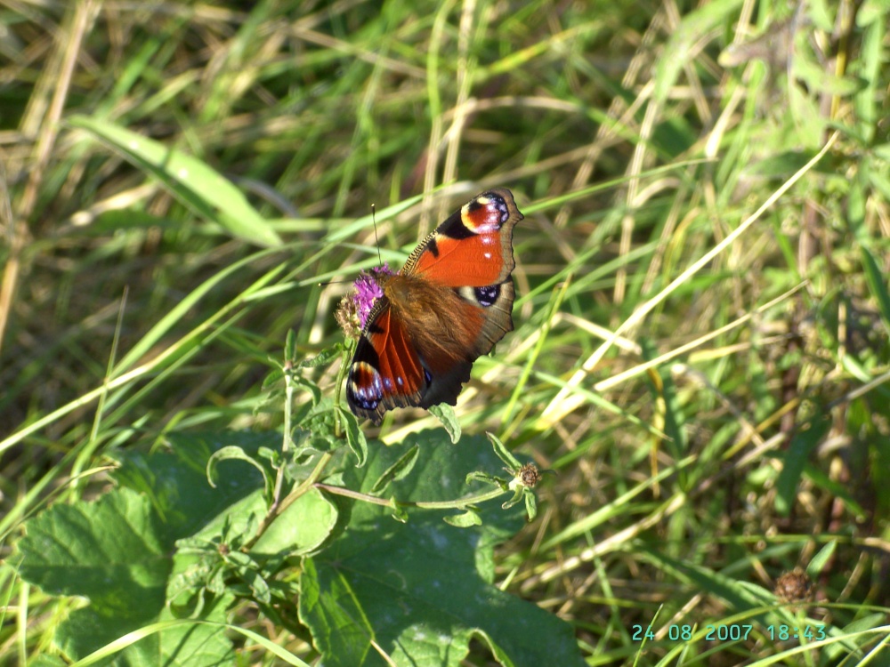 Peacock butterfly