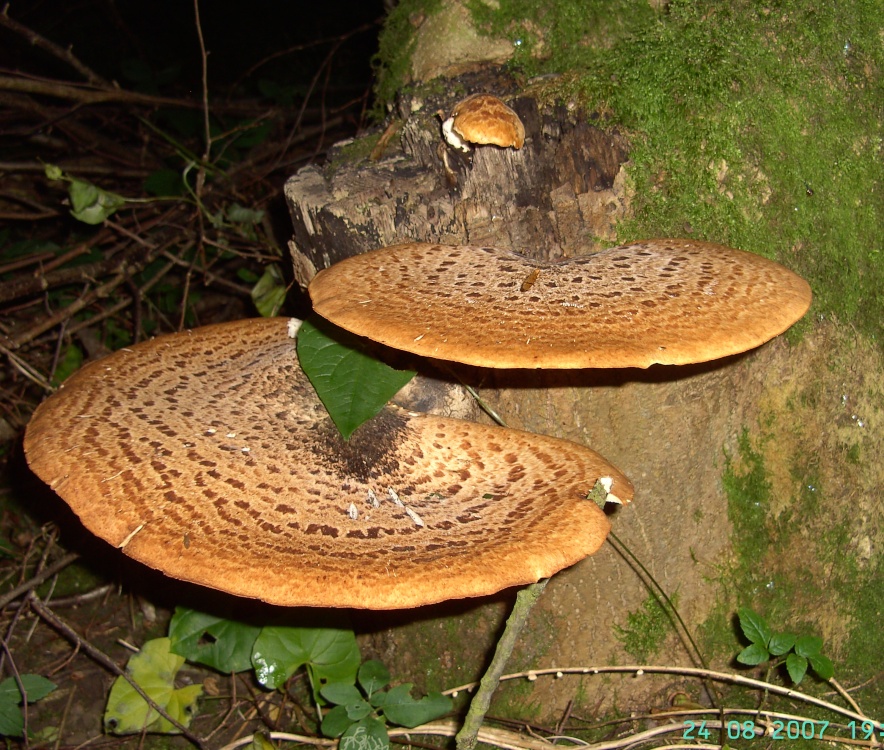 Photograph of Fungi