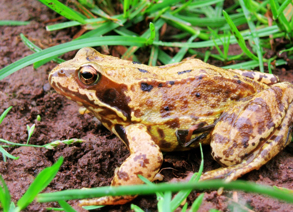 Frog Posing in West Bridgford, Nottinghamshire