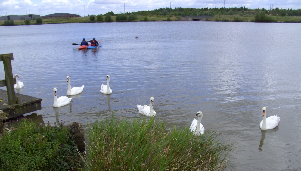 Swans and Canoes at Pools Brooke Country Park, Derbyshire
