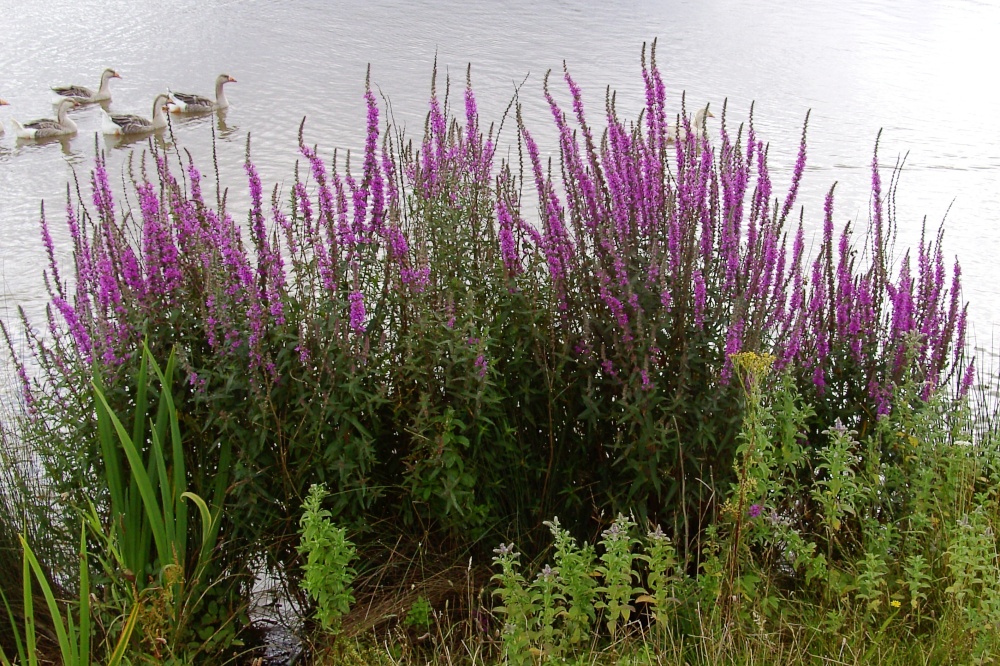 Purple Loosestrife - Poolsbrook Country Park, Derbyshire