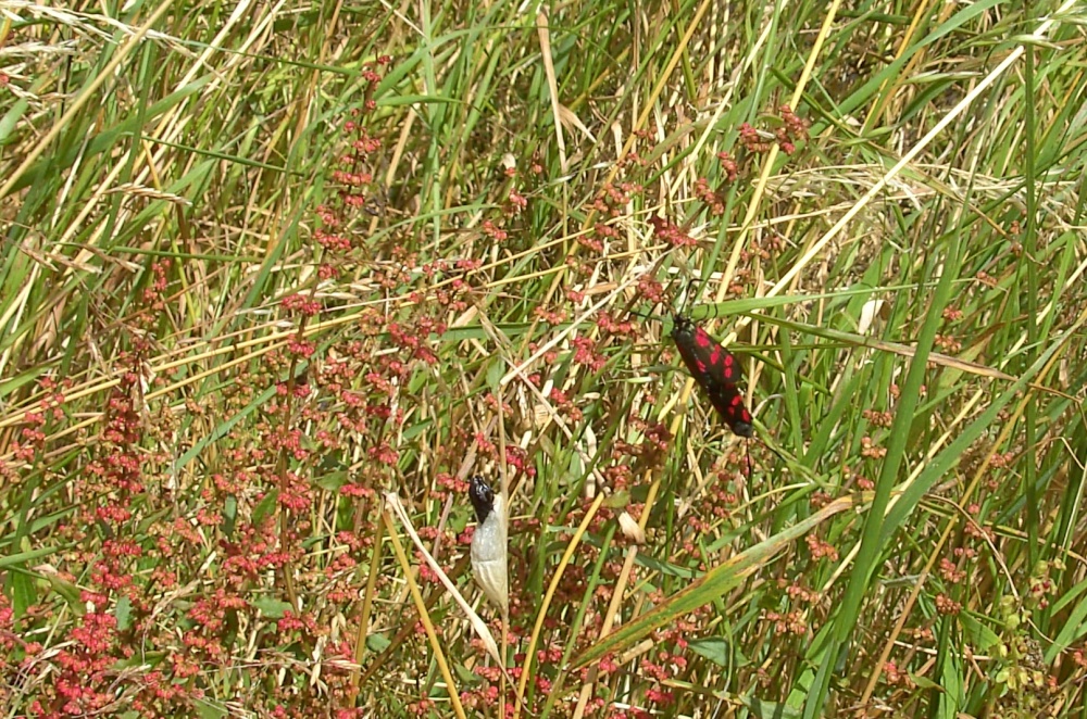 6 Spot Burnet Moth, Poolsbrook Country Park