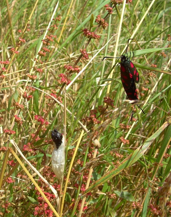 Six-Spot Burnet Moth, Poolsbrook Country Park, Staveley
