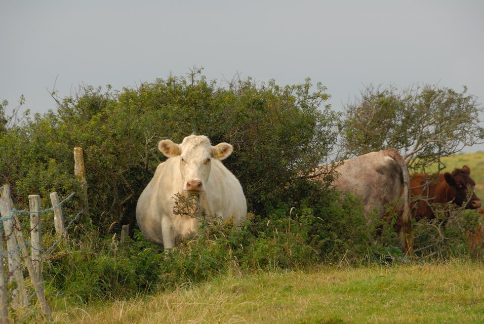 Photograph of Cow's in a field near Blackgang.