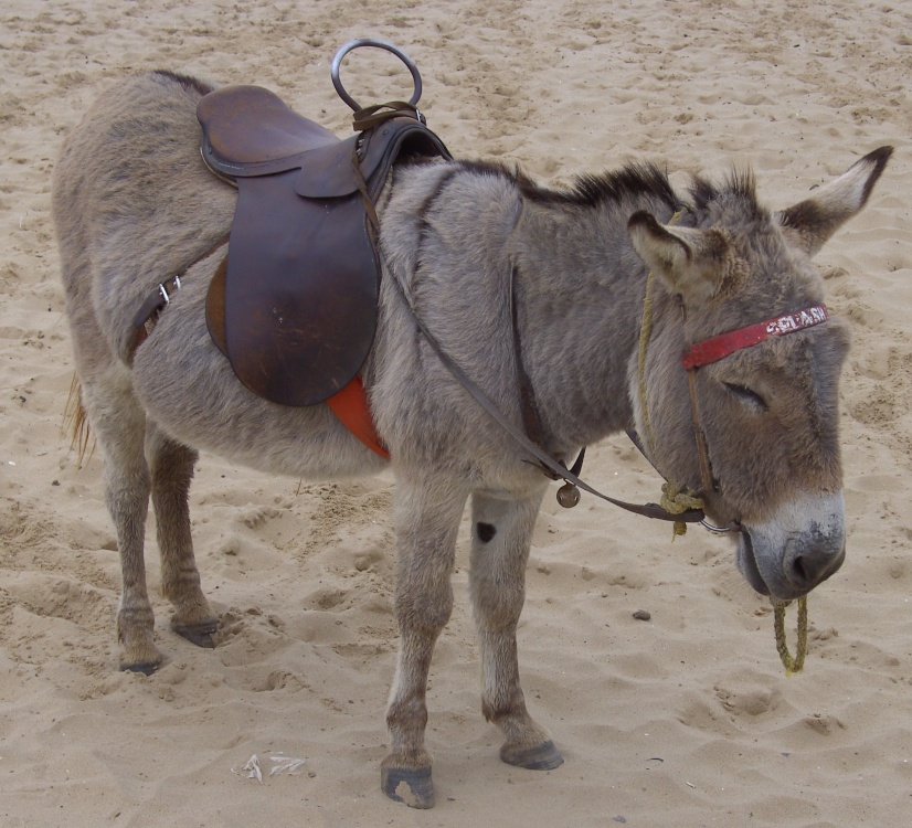 Splash the Beach Donkey at Mablethorpe in Lincolnshire