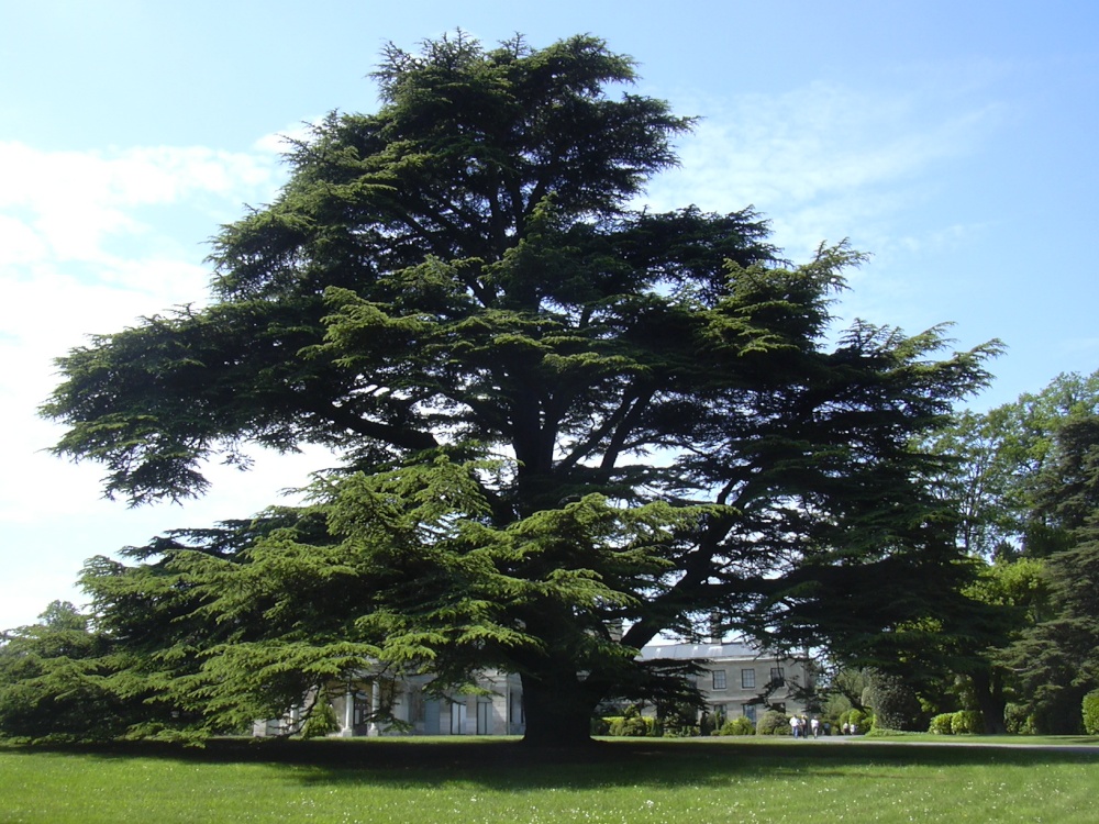 The big cedar at Brodsworth Hall, South Yorkshire