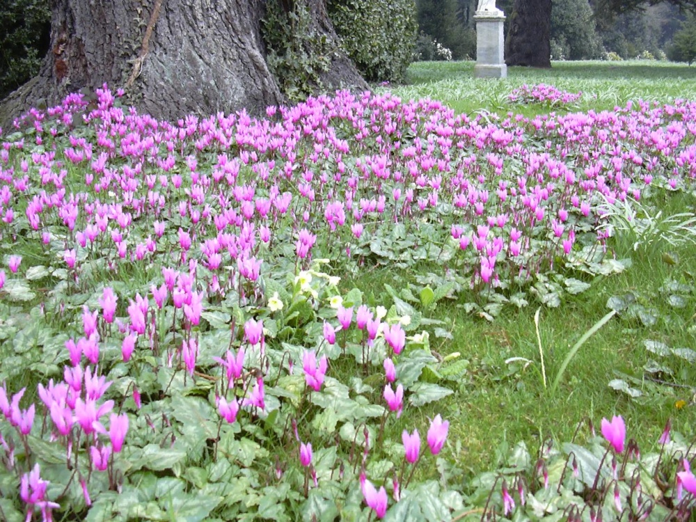 Cyclamen & Cowslips at Brodsworth Hall, South Yorkshire
