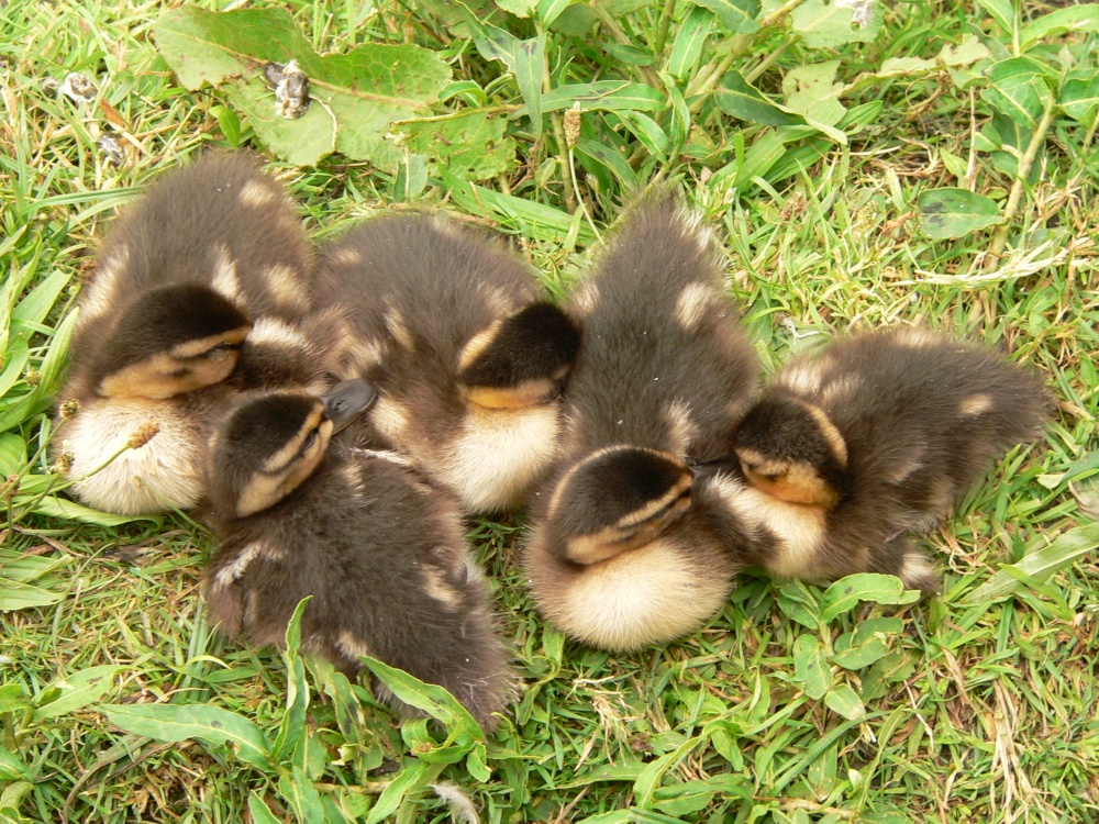 Ducklings in Lichfield, Staffordshire