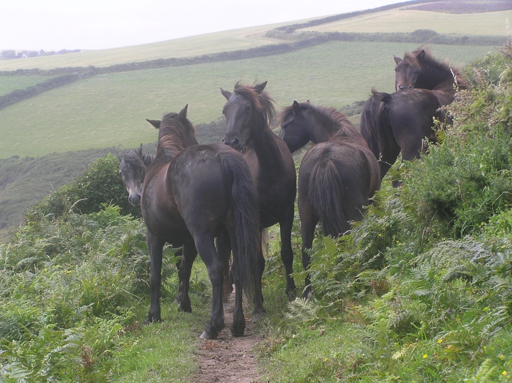Ponies block the coast path above Lansallos Cove, Cornwall