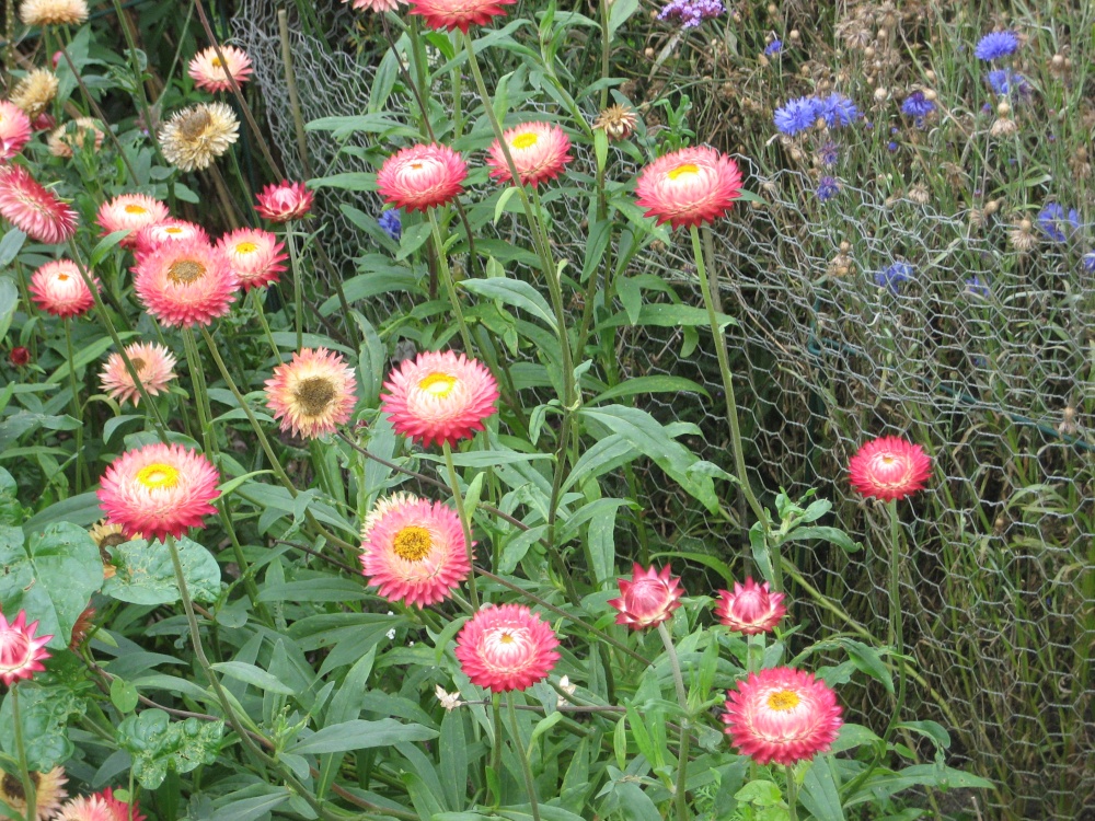 Strawflowers at RHS Garden Rosemoor, Great Torrington, Devon
