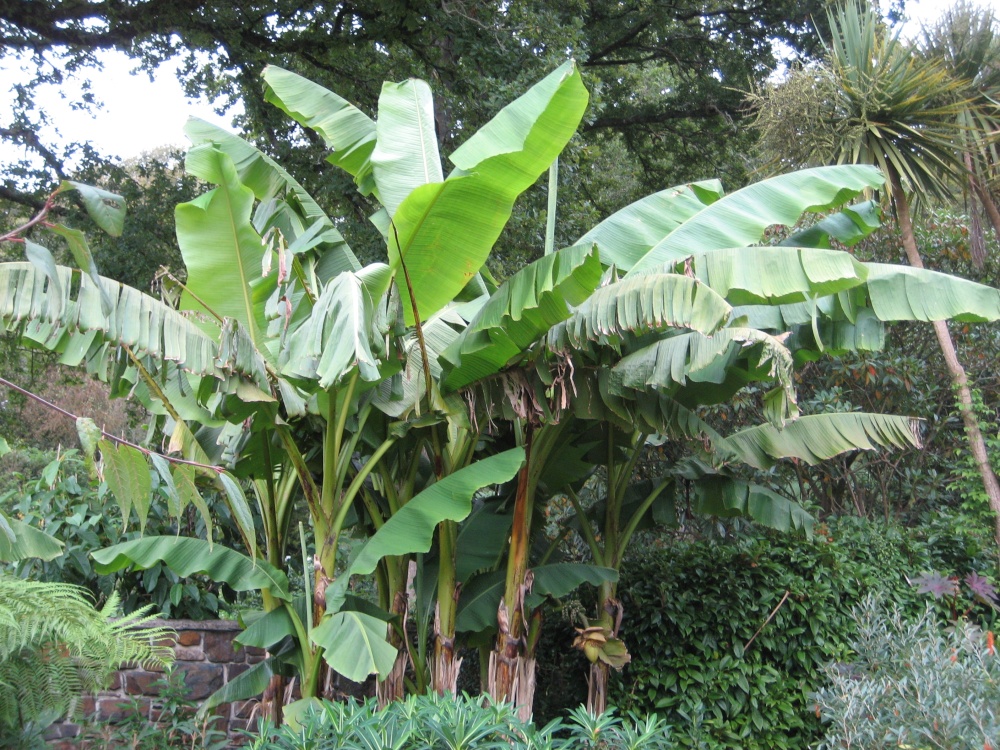 Banana trees, RHS Garden Rosemoor, Great Torrington, Devon