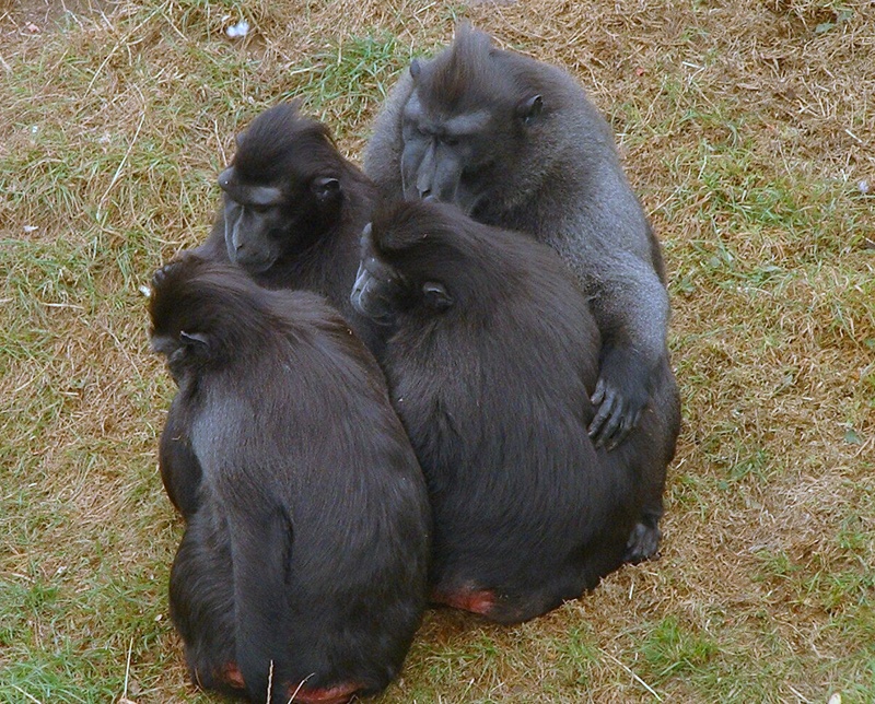 Thrigby Hall Wildlife Gardens