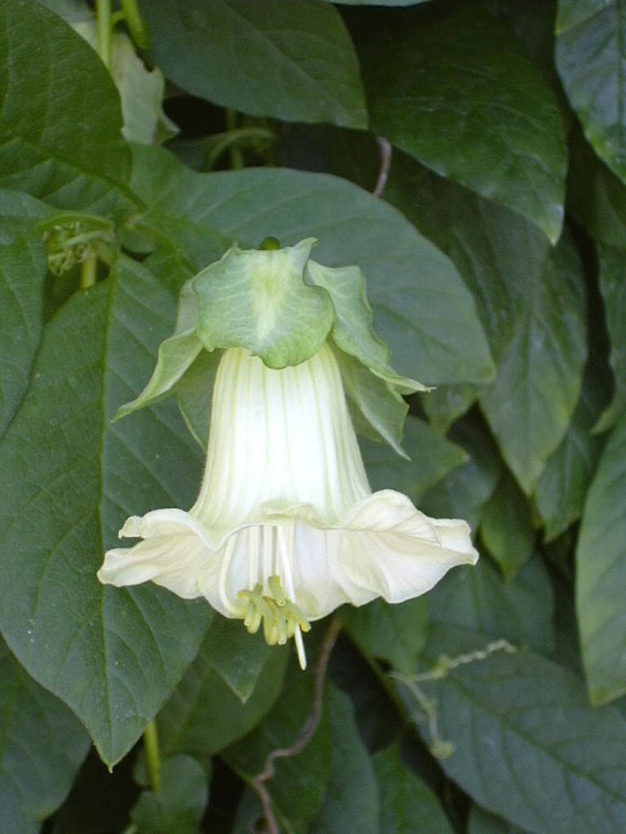 Inside the Orangery at Belton House, Belton, Lincolnshire
