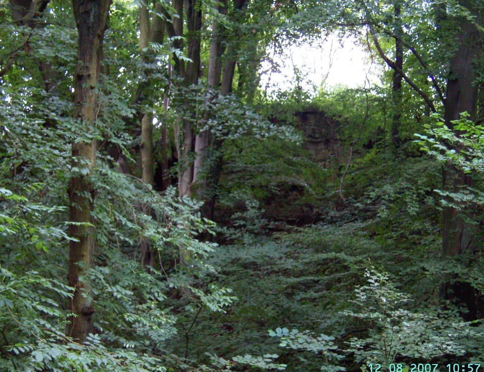 Anston Wood, North Anston, South Yorkshire