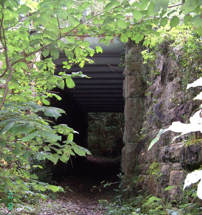 Walk in the Woods, North Anston, South Yorkshire