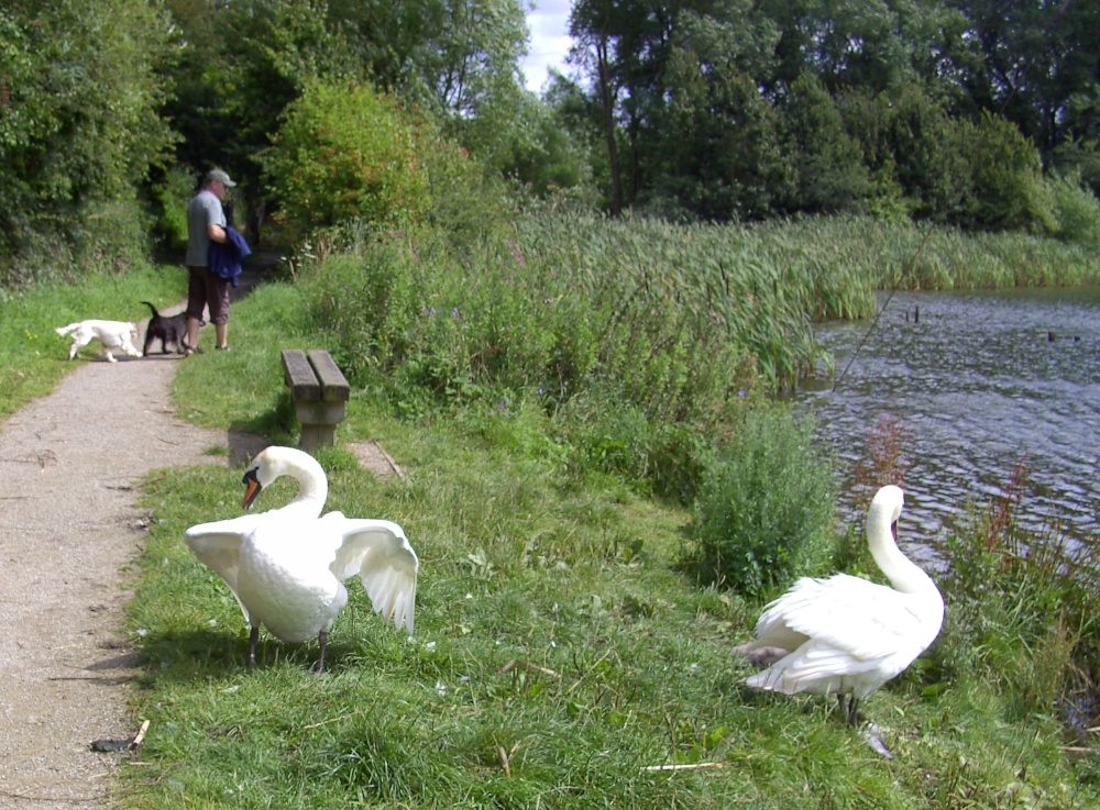Carr Vale Nature Reserve, Derbyshire